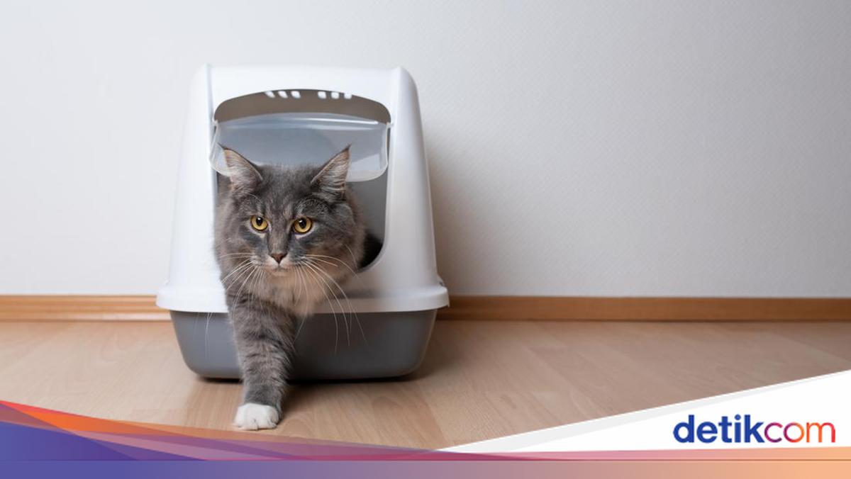 8 Negara Ini Paling Suka Pelihara Kucing, Indonesia Termasuk?