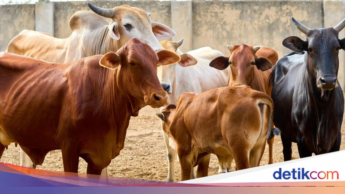 Cara Kurban Online: Harga Hewan 2026 dan Langkah Panduannya