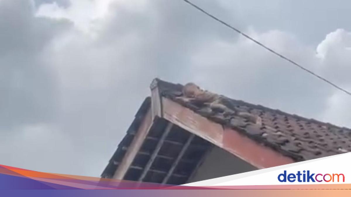 Balita 2 Tahun Viral Merayap di Atas Genteng Rumah di Lombok Tengah