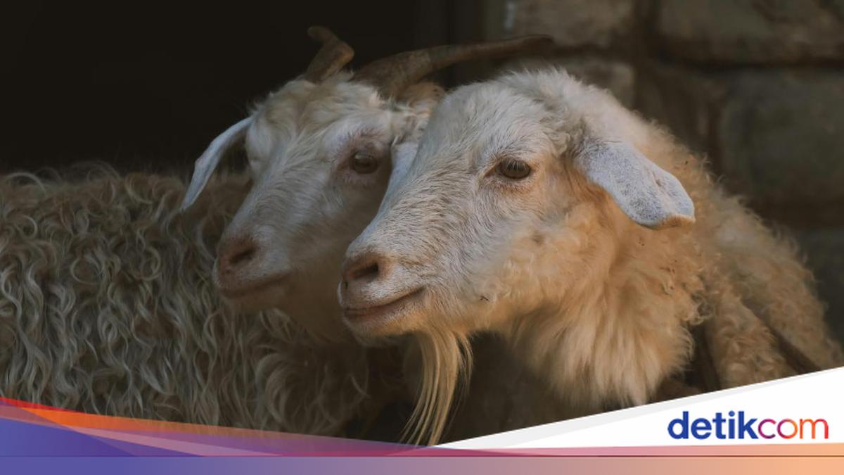 Kapan Waktu Penyembelihan Hewan Kurban? Cek Jadwalnya