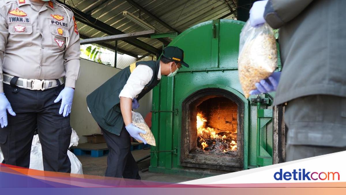 Petugas Karantina Banten Temukan Gulma Invasif di Produk Impor Asal Australia