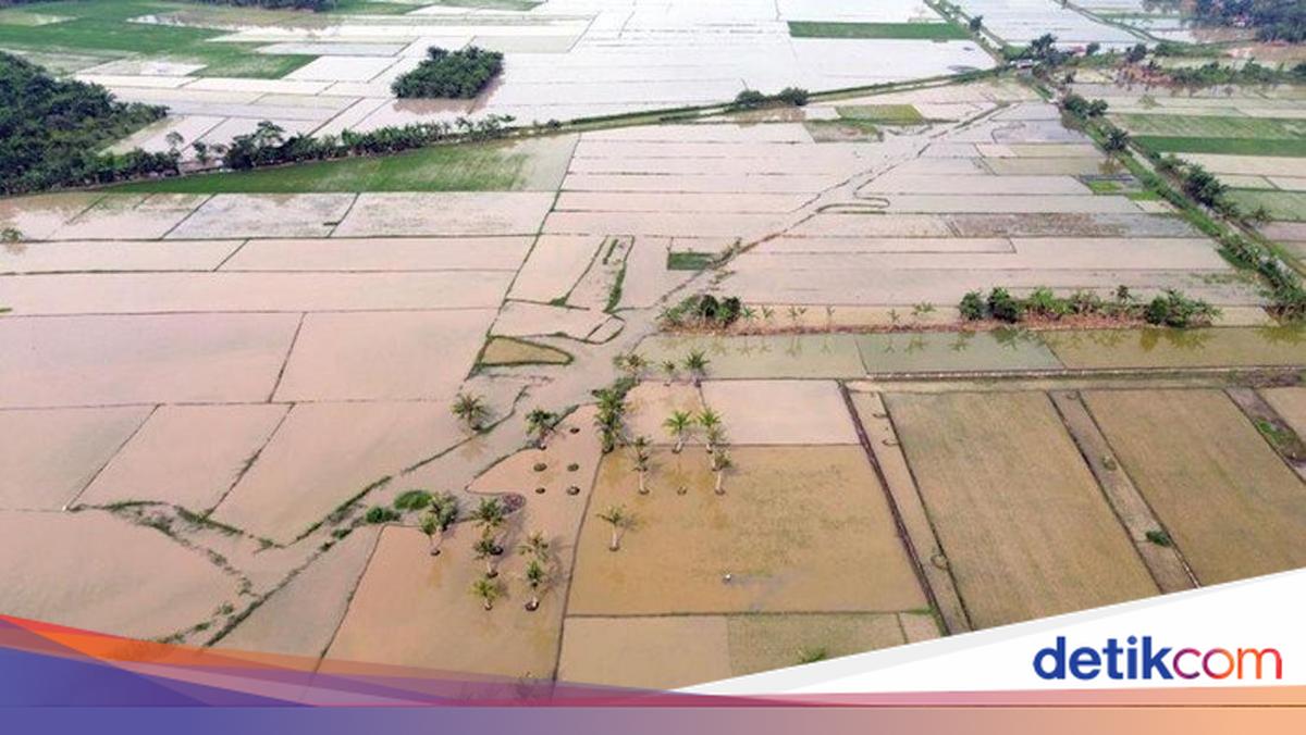 Jamin Ketahanan Pangan, Satgas PRR Percepat Rehabilitasi Sawah di Sumatera
