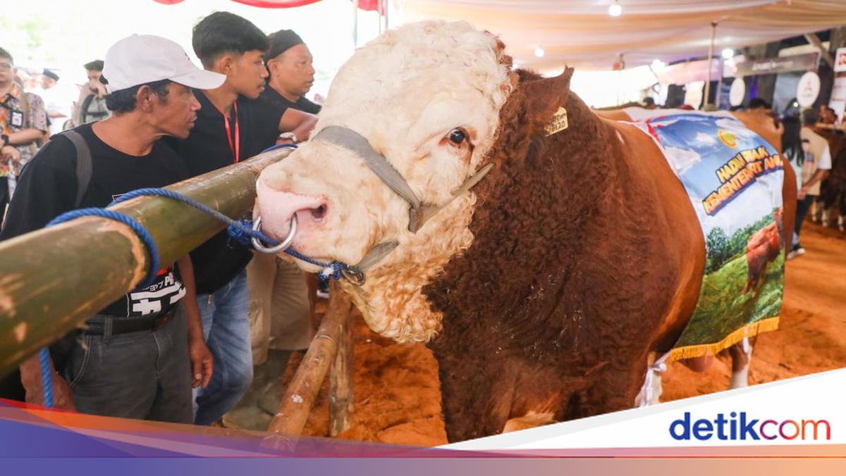 Ahmad Luthfi Dorong Kontes Sapi Perah untuk Dongkrak Produksi Susu Jateng