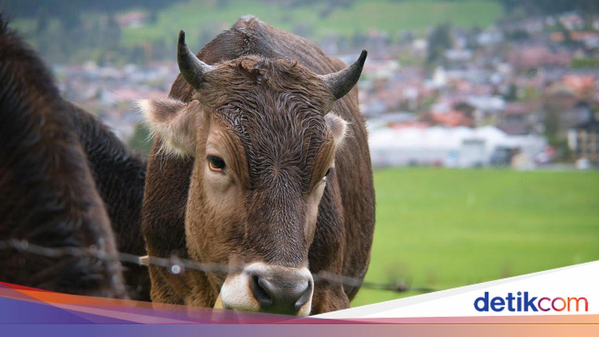 Api Sapi Harga Hewan Kurban 2026 di Jogja Lengkap Kambing, Sapi, dan Domba