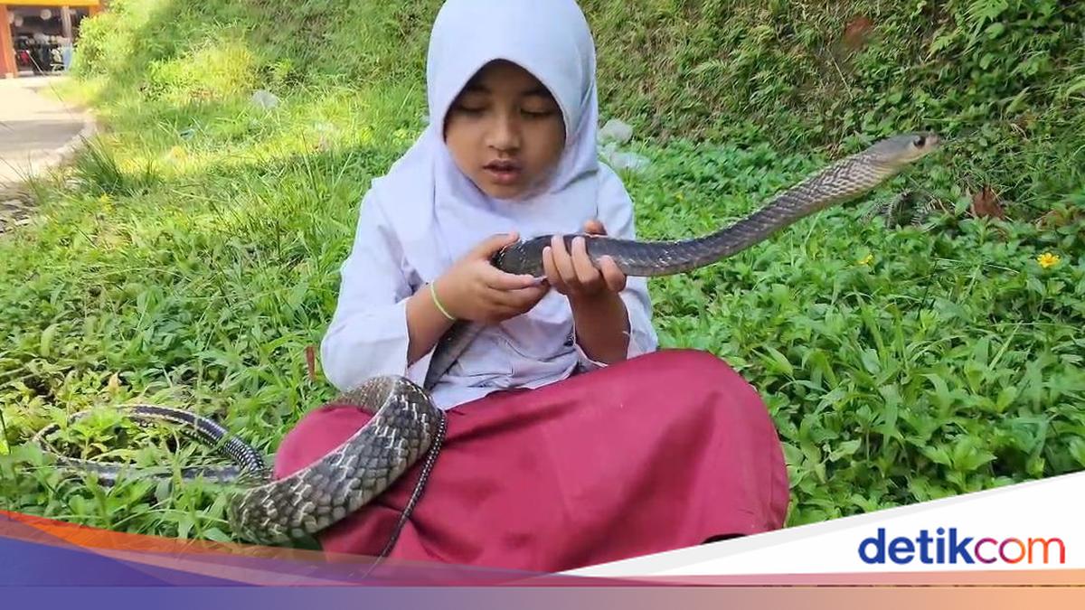 Siswi SD di Cianjur Viral Bestie dengan Ular, Dibawa Tidur hingga Sekolah