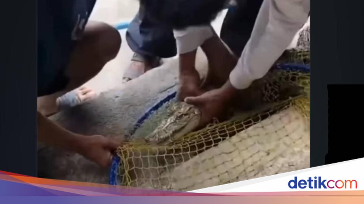 Lomba memancing di Cimahi berujung heboh saat peserta menangkap anak buaya 1 meter. Video evakuasi reptil ini viral di media sosial. Berikut ulasannya!

Via @detikjabar_