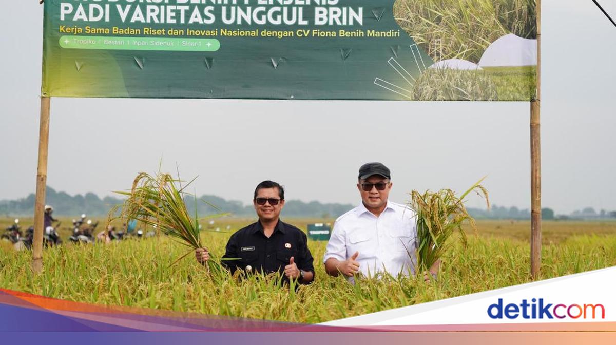 BRIN Panen Padi Unggul Hasil Mutasi Iradiasi Teknologi Nuklir
