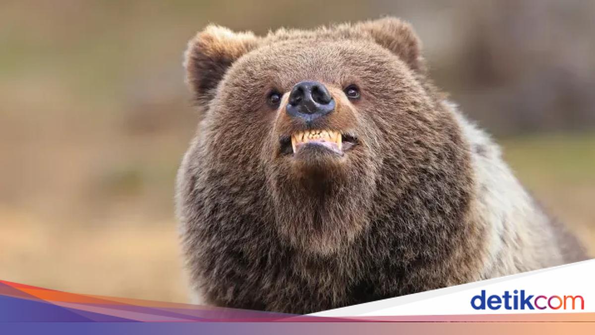Hilarious Animal Comedy Photos: 2026 Finalists Revealed!