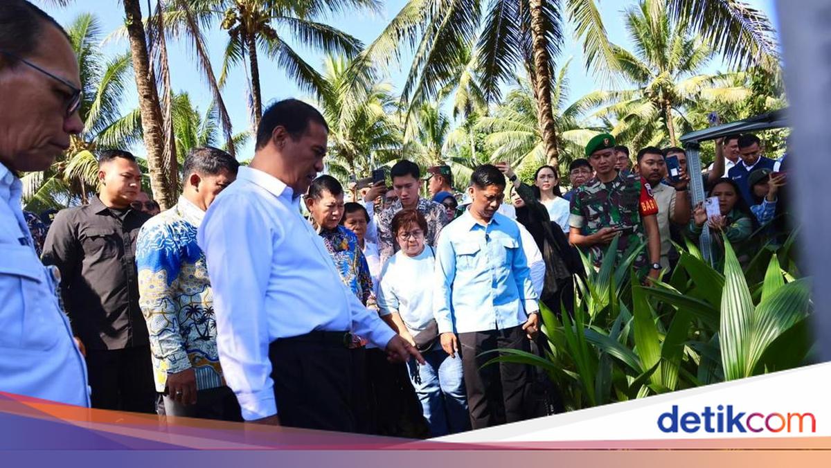 Mentan Sidak di Manado, Temukan Bibit Kelapa Tak Layak-Laporan Tidak Sesuai