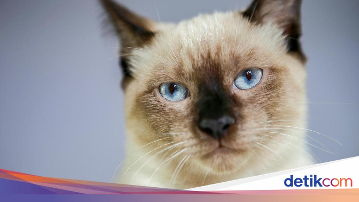 Berapa Lama Kucing Bisa Hidup? Ini Faktor yang Memperpanjang Usia Kucing