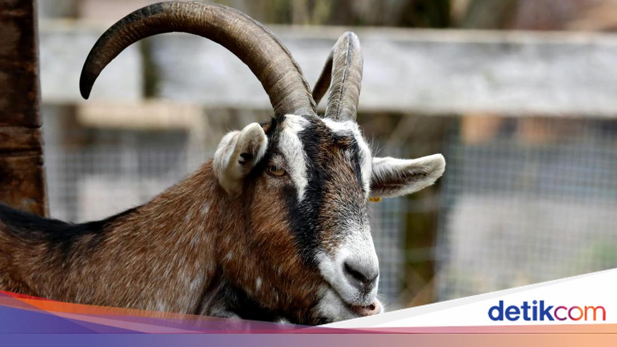 Harga kambing kurban 2026 sangat beragam, tergantung berat dan jenisnya. Berikut syarat dan kriteria sesuai syariat.

Via: @detikHikmah