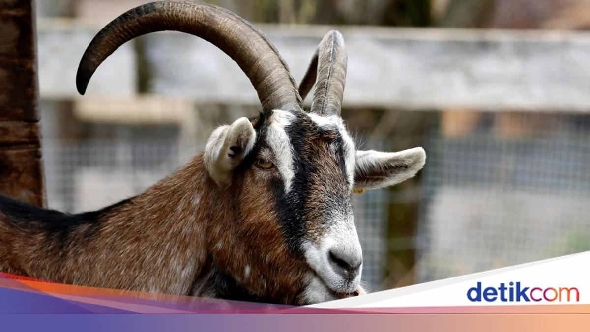 Pasutri Magelang Kompak Curi Kambing di 14 TKP, Ini Modusnya