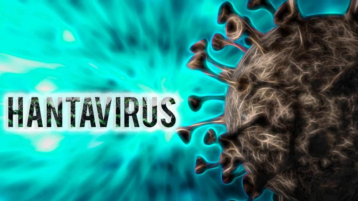 WHO: Hantavirus Tak Menular Semudah COVID-19