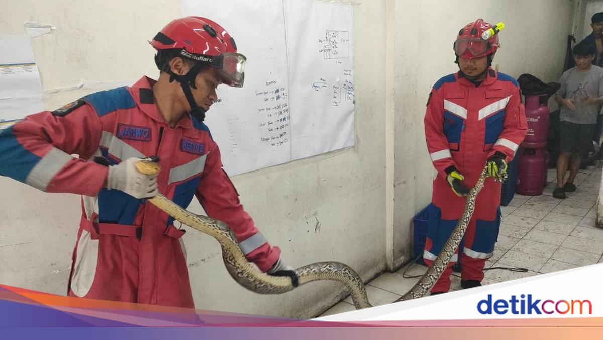 Bikin Kaget Warga Kalideres, Sanca 4 Meter Dievakuasi