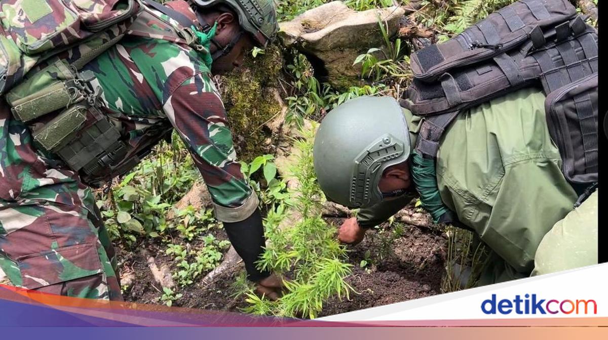TNI menggerebek dua ladang ganja di Pegunungan Bintang, Papua Pegunungan. TNI mengamankan 216 pohon ganja dan dua tersangka.

Via: @detiksulsel_
