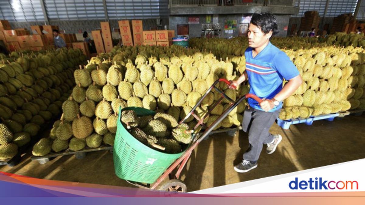 Durian di China Cuma Rp 90 Ribu! Pasokan Melimpah Bikin Harga Anjlok