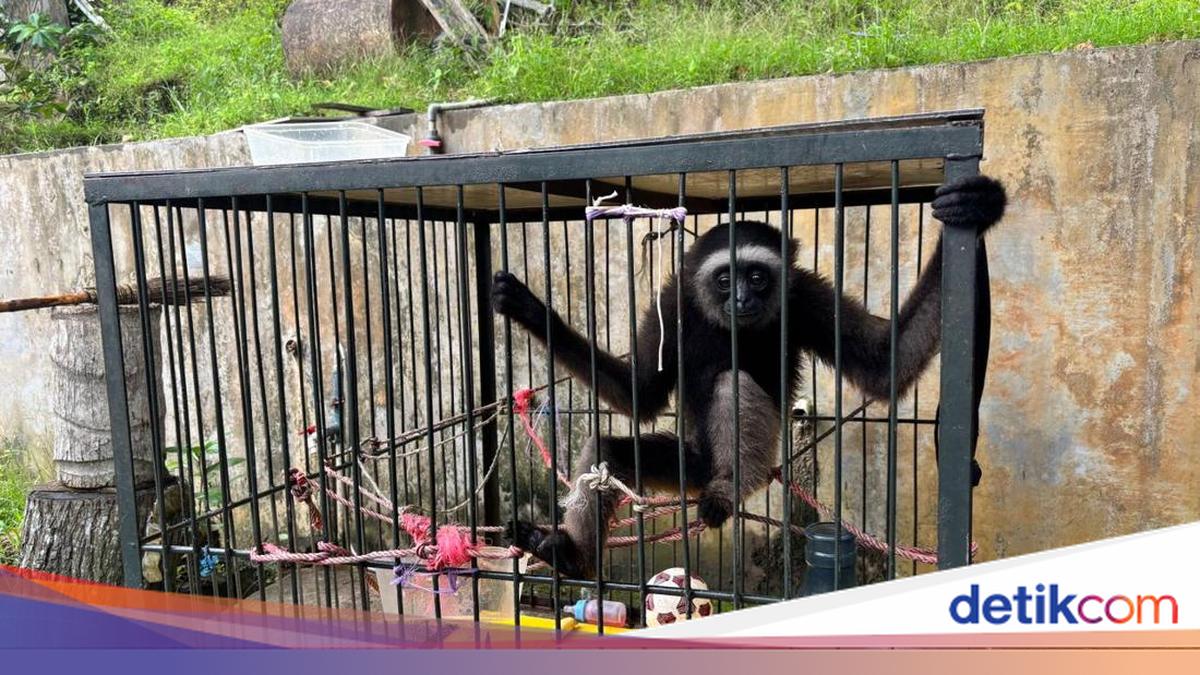 Polresta Samarinda menyerahkan owa, satwa dilindungi, ke BKSDA Kaltim. Langkah ini mendukung perlindungan satwa liar terancam punah.

Via: @detikkalimantan