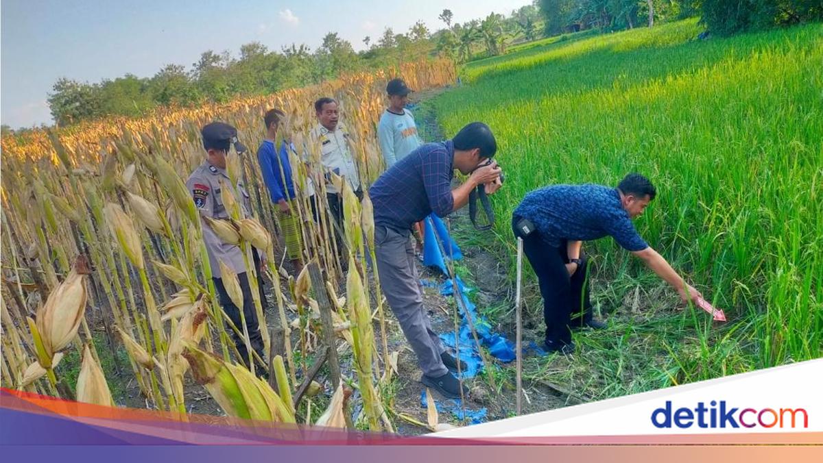 Petani di Grobogan Tewas Usai Kesetrum Jebakan Tikus yang Dipasangnya Sendiri