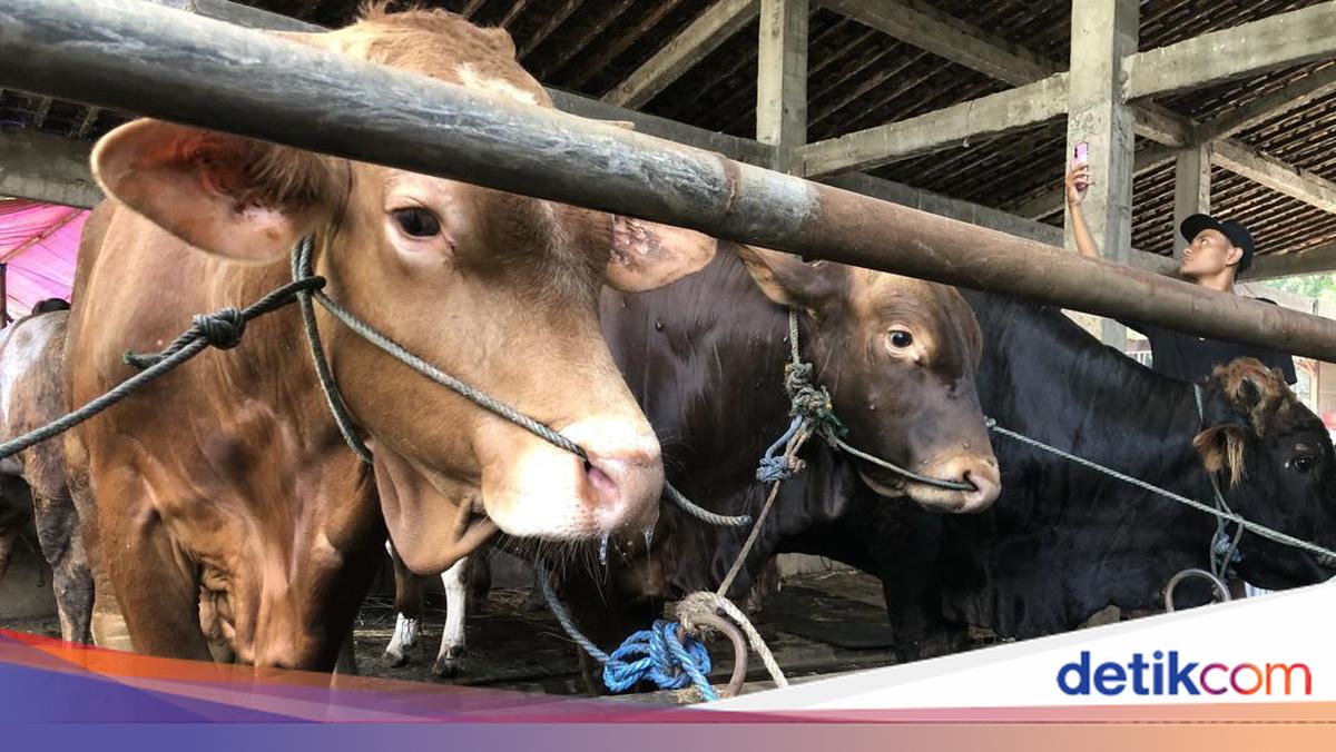 Ketentuan Tempat Penyembelihan Hewan Kurban Saat Idul Adha
