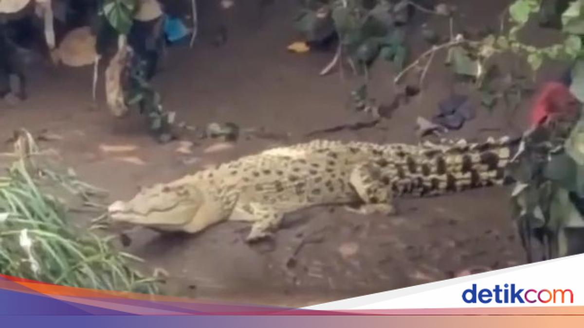 Heboh Buaya Putih di Cisadane, BPBD Imbau Warga Tak Ganggu