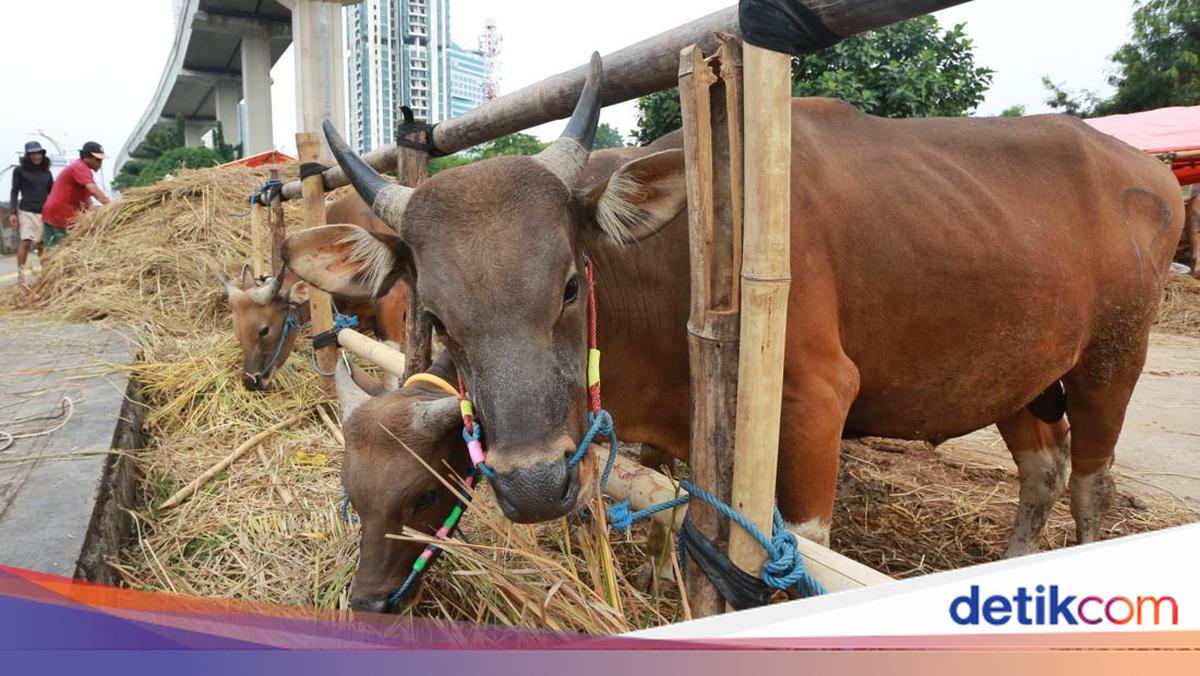 KPKP DKI Jakarta Perketat Pengawasan Hewan Kurban Jelang Idul Adha