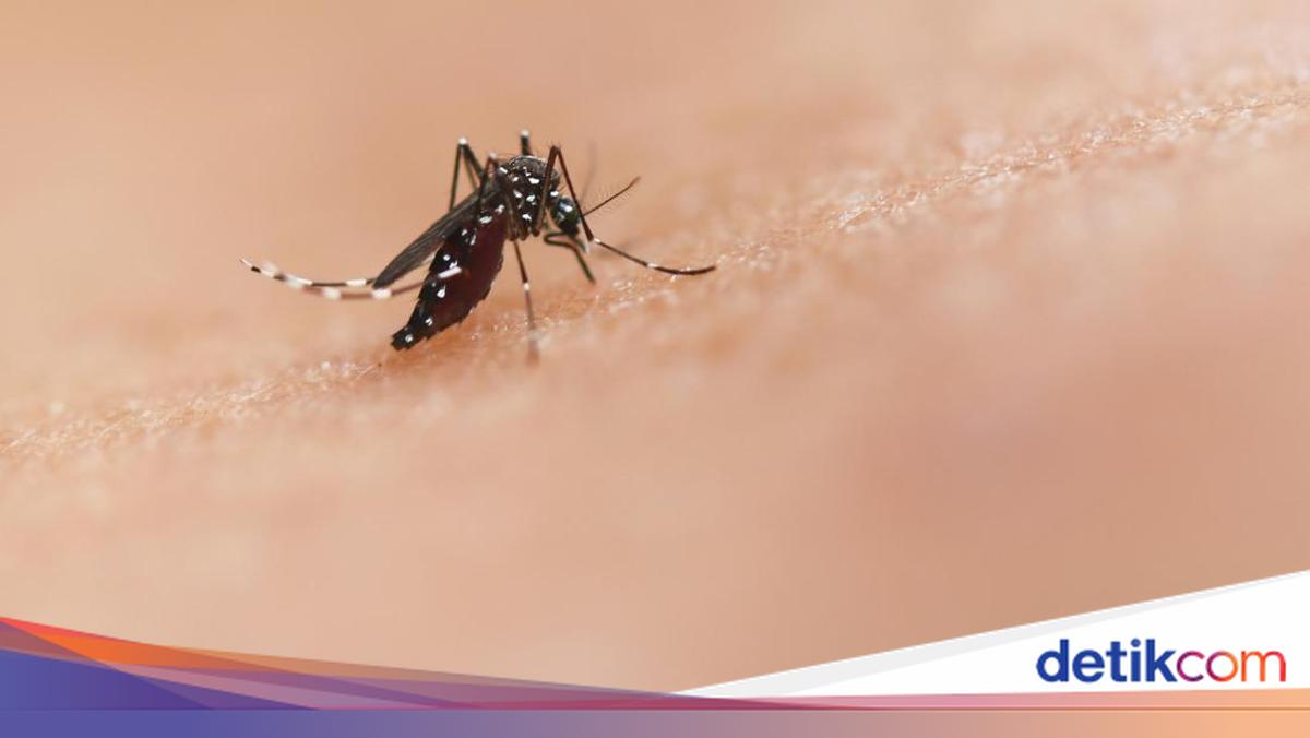Kenapa Nyamuk Terasa Makin Banyak Saat Kemarau? Ini Penjelasan Peneliti BRIN