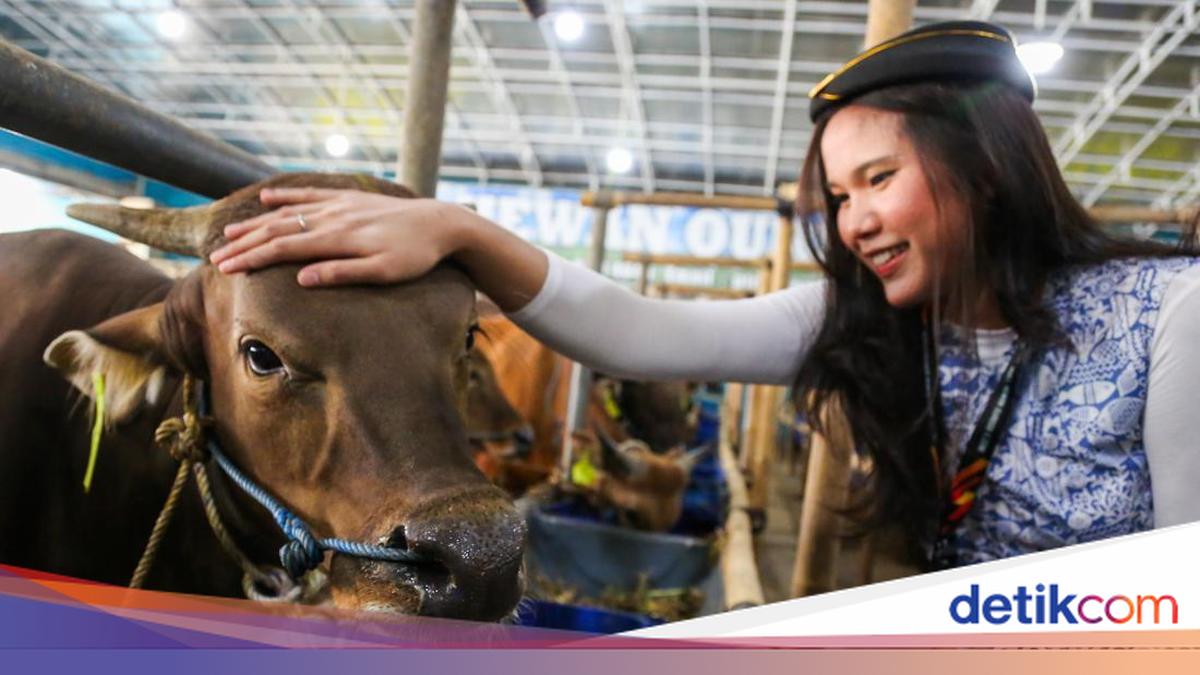 Cermati Jenis dan Syarat Sah Hewan Kurban, Cek Sebelum Beli!