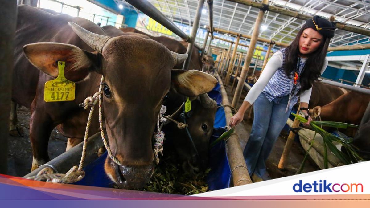 Stok Hewan Kurban di Jabar untuk Idul Adha 2026 Dipastikan Aman