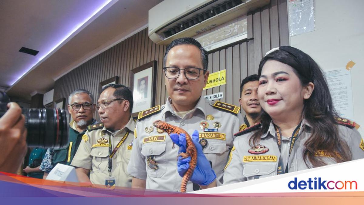 WN Thailand Selundupkan Kadal-Marmoset, Modus Sembunyikan di Celana Legging