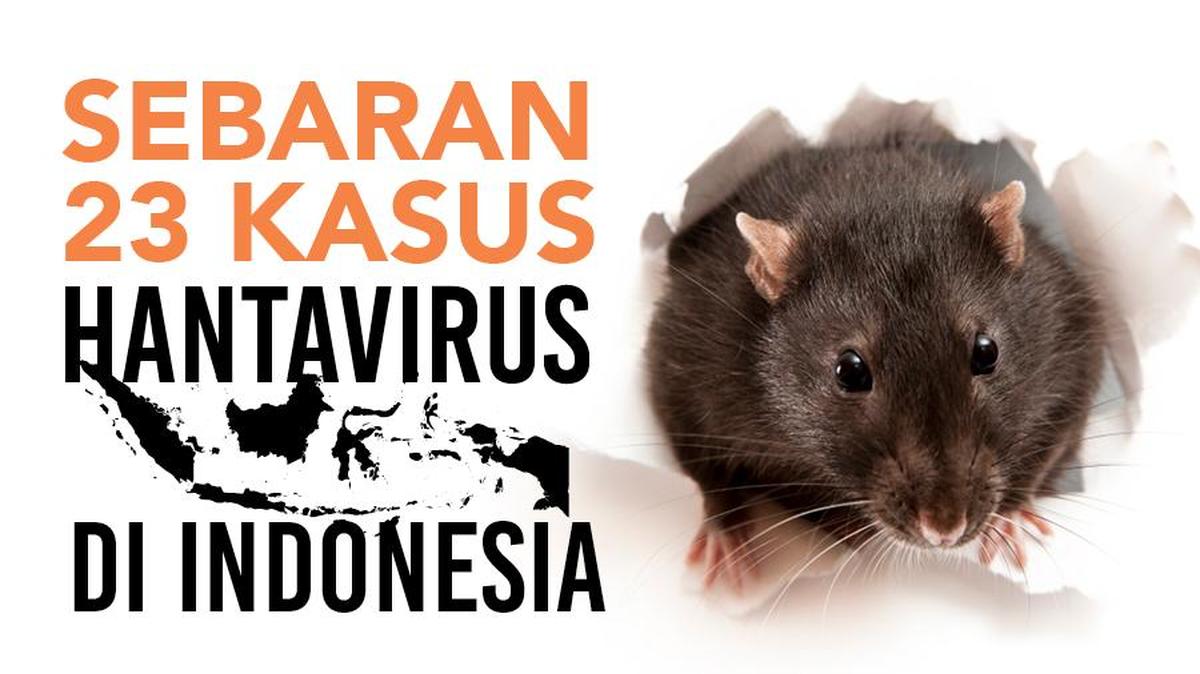 Infografis: 23 Kasus Hantavirus di Indonesia, Sebaran dan Gejalanya
