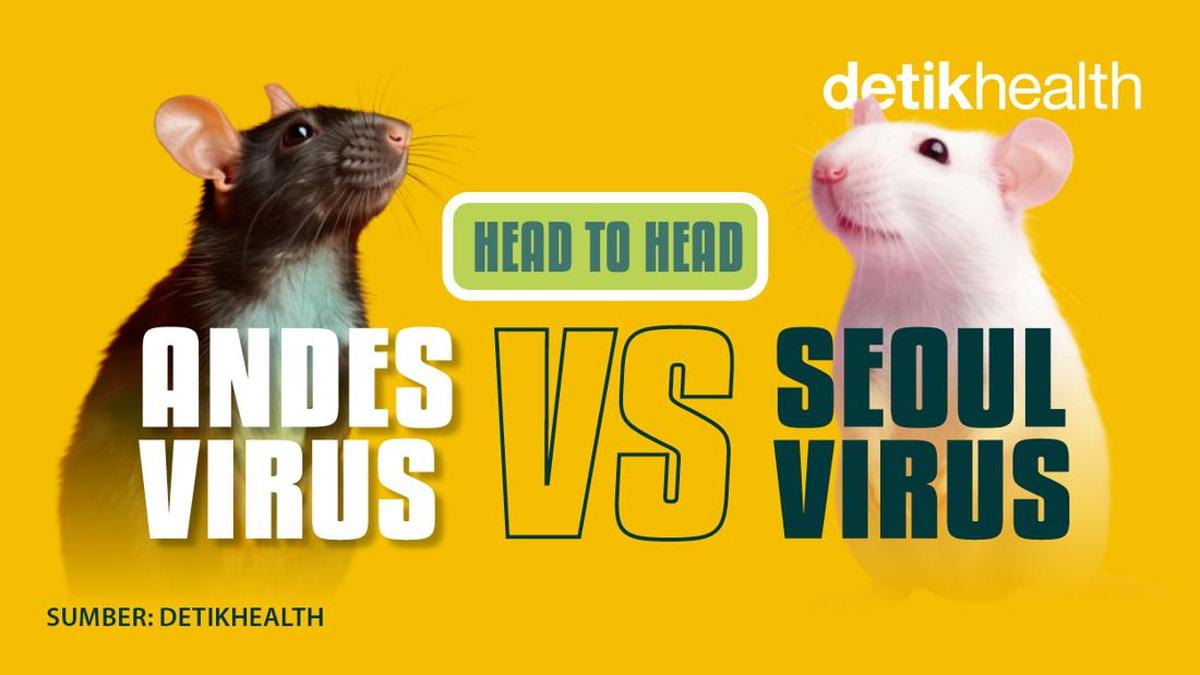 Infografis: Andes Virus Vs Seoul Virus, Hantavirus Paling Banyak Disebut Saat Ini