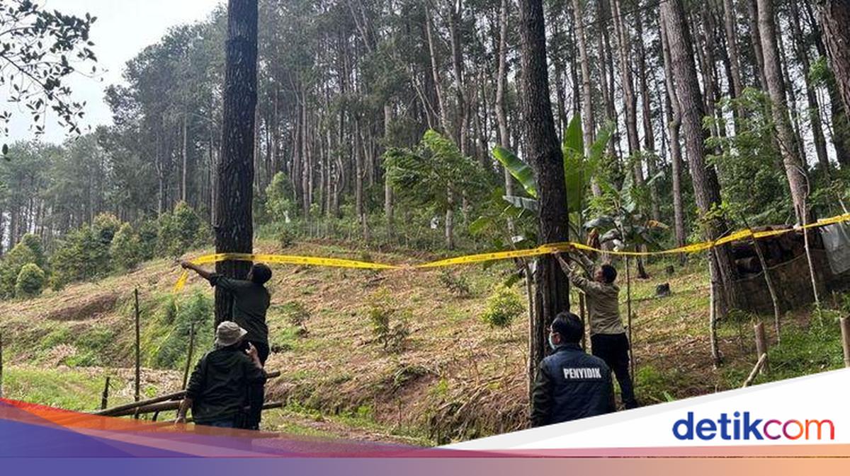 Pengusaha Bone Babat 1,3 Hektare Hutan Pinus Jadi Perkebunan-Peternakan ...