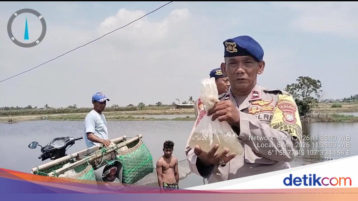 Dukung Ketahanan Pangan, Polairud Polda Metro Tebar 10 Ribu Bibit Bandeng