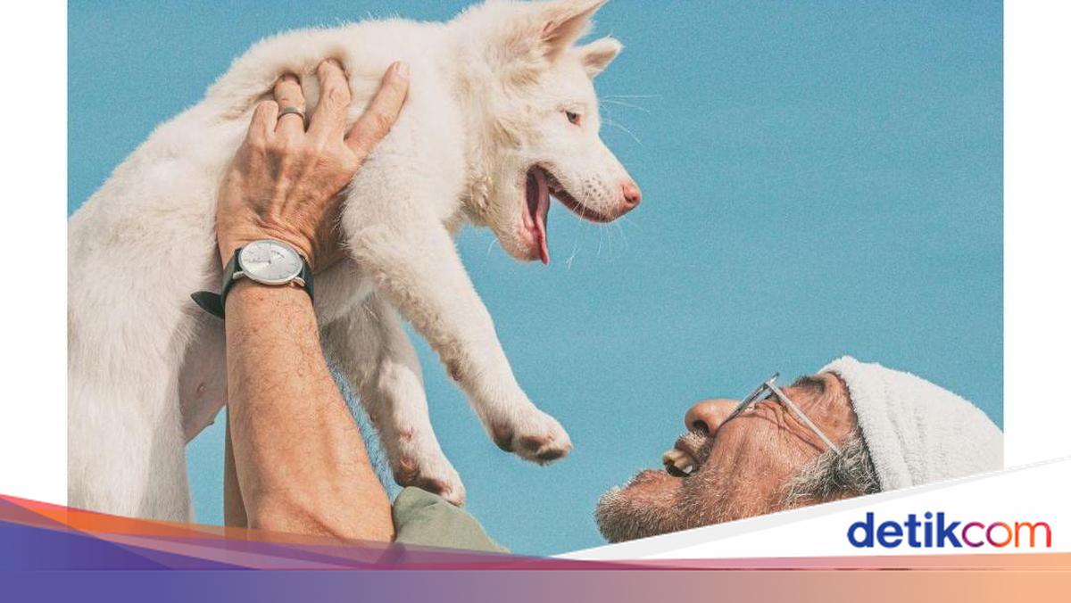 Sinopsis dan Pemeran Film Thailand Gohan tentang Anjing Liar Setia