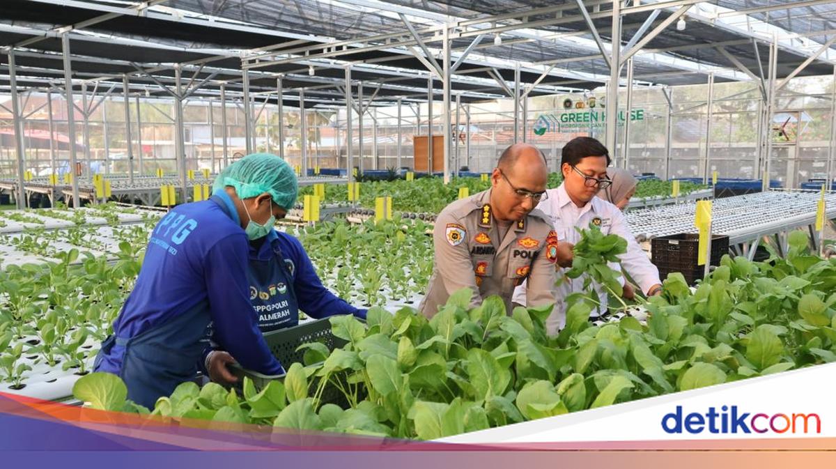 Greenhouse SPPG Palmerah PMJ Panen Sawi dan Nila untuk Pasok Menu MBG