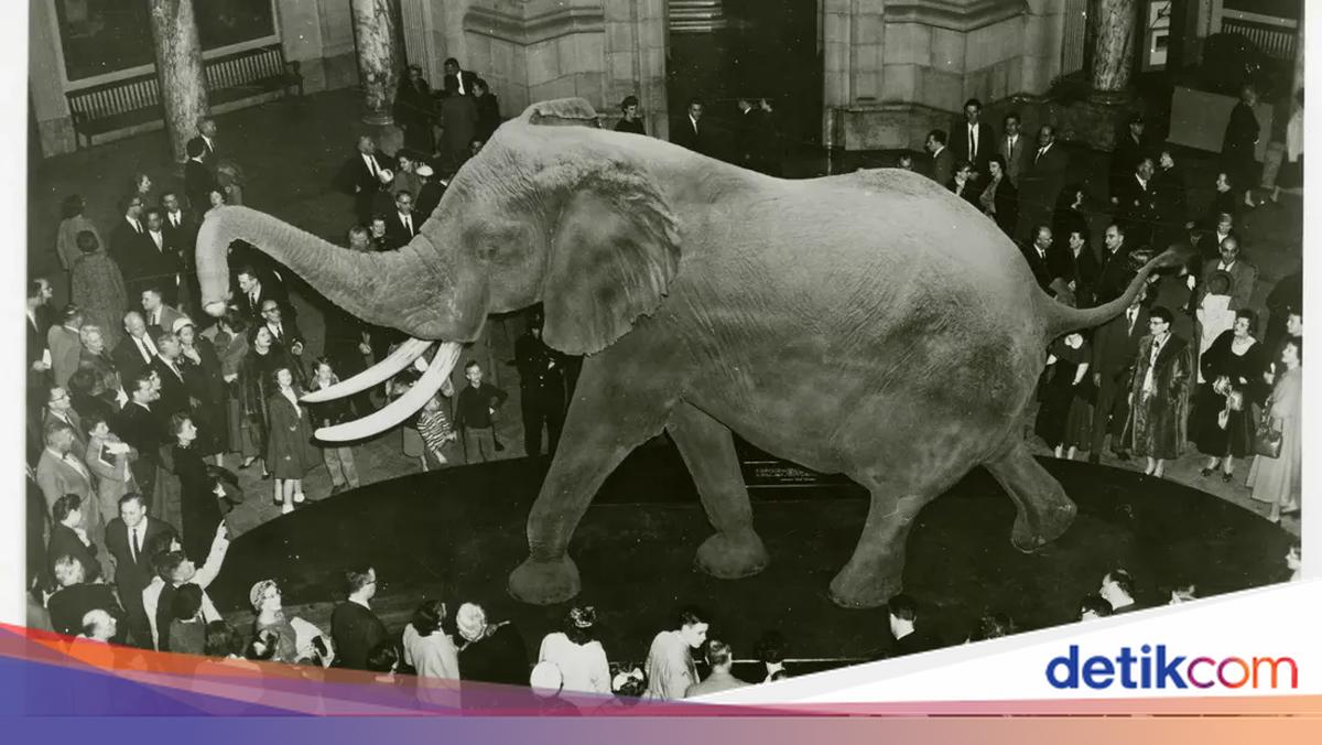 Gila, Gajah Terbesar di Dunia Ini Lebih Berat dan Besar dari T Rex!