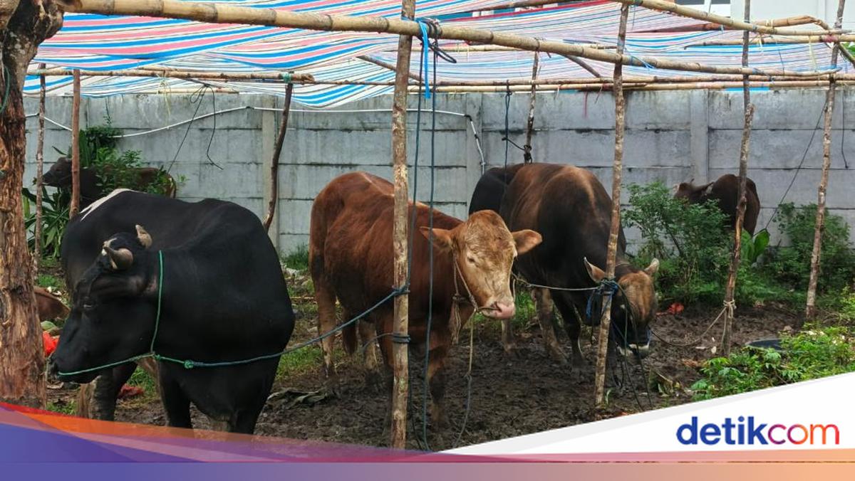Api Sapi Mengenal Jenis Sapi Kurban 2026 yang Dijual di Makassar, Ada Bali-Limosin
