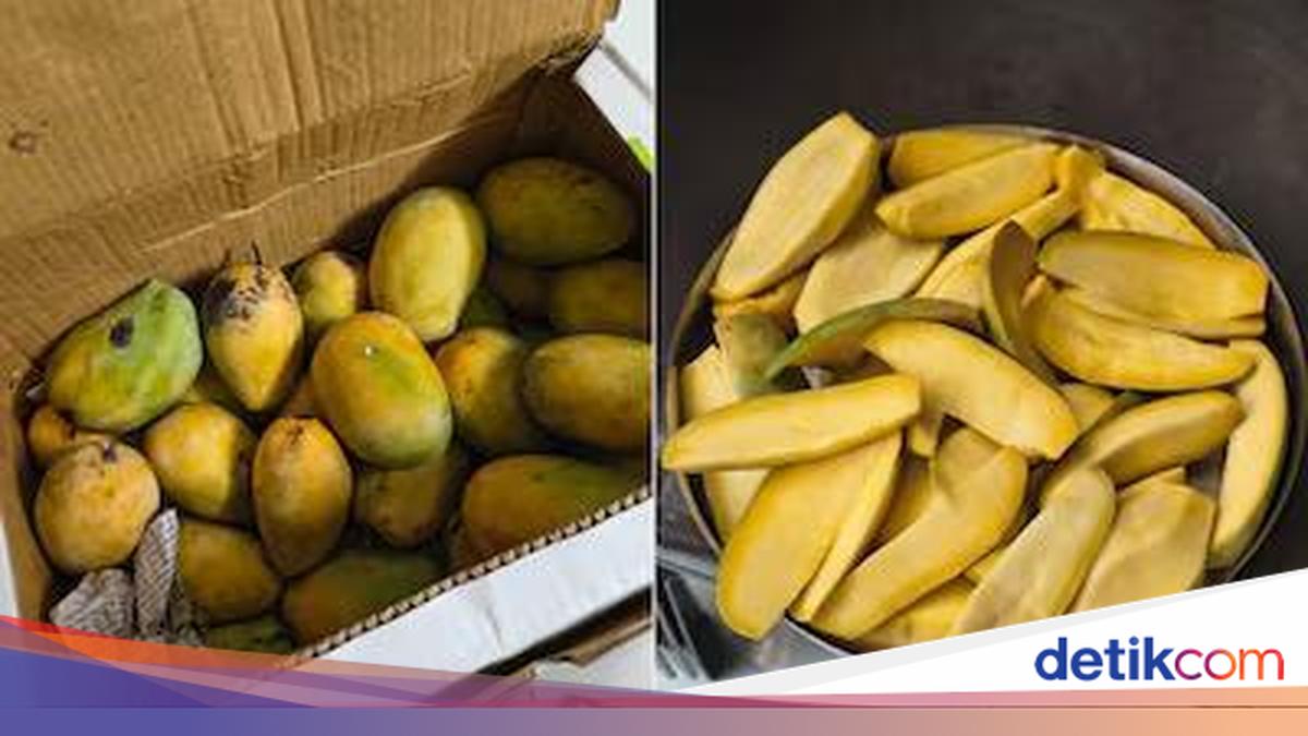 Zonk! Mangga Organik Rp 300 Ribu Ini Ternyata Rasanya Hambar