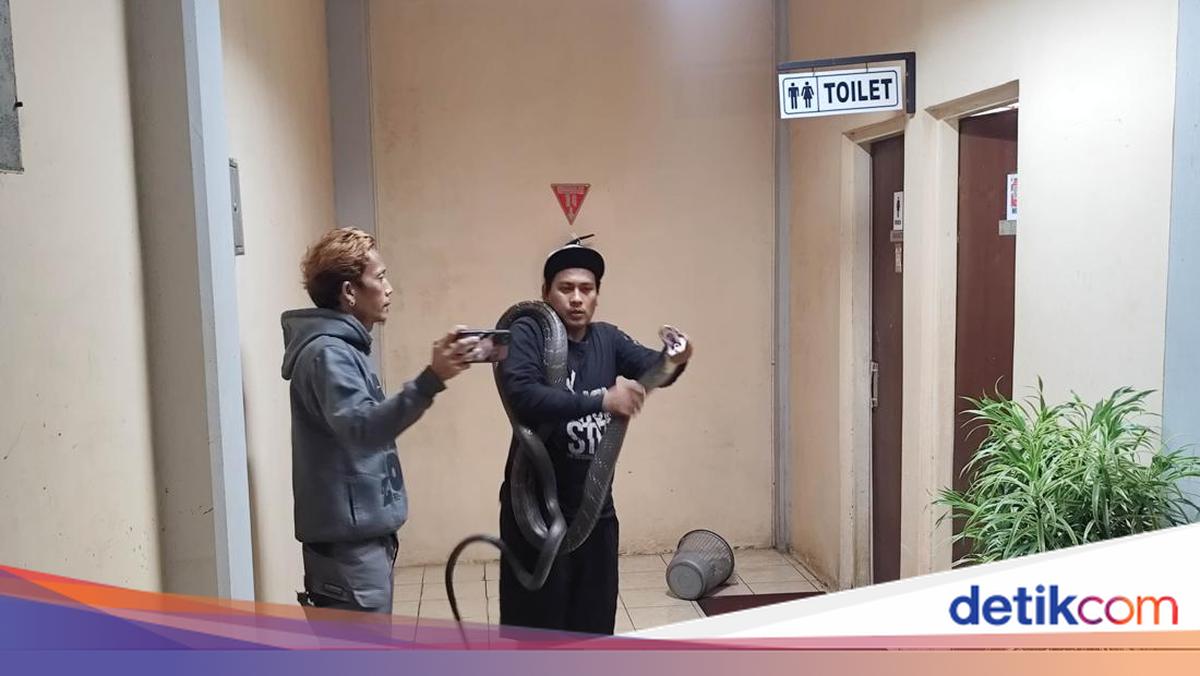 King Cobra 4 Meter Masuk Kantor BRIN di Tangsel, Evakuasinya Menegangkan