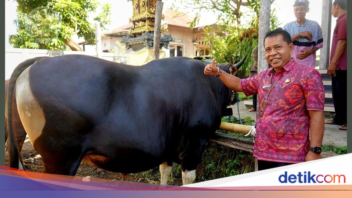 Bumbo Sapi Prabowo Beli Sapi Jumbo 868 Kg dari Peternak Buleleng, Harganya Rp 162 Juta