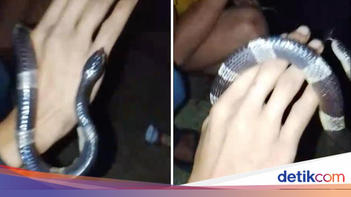 Dua Pria Bogor Dipatuk Ular Weling, Satu Tewas