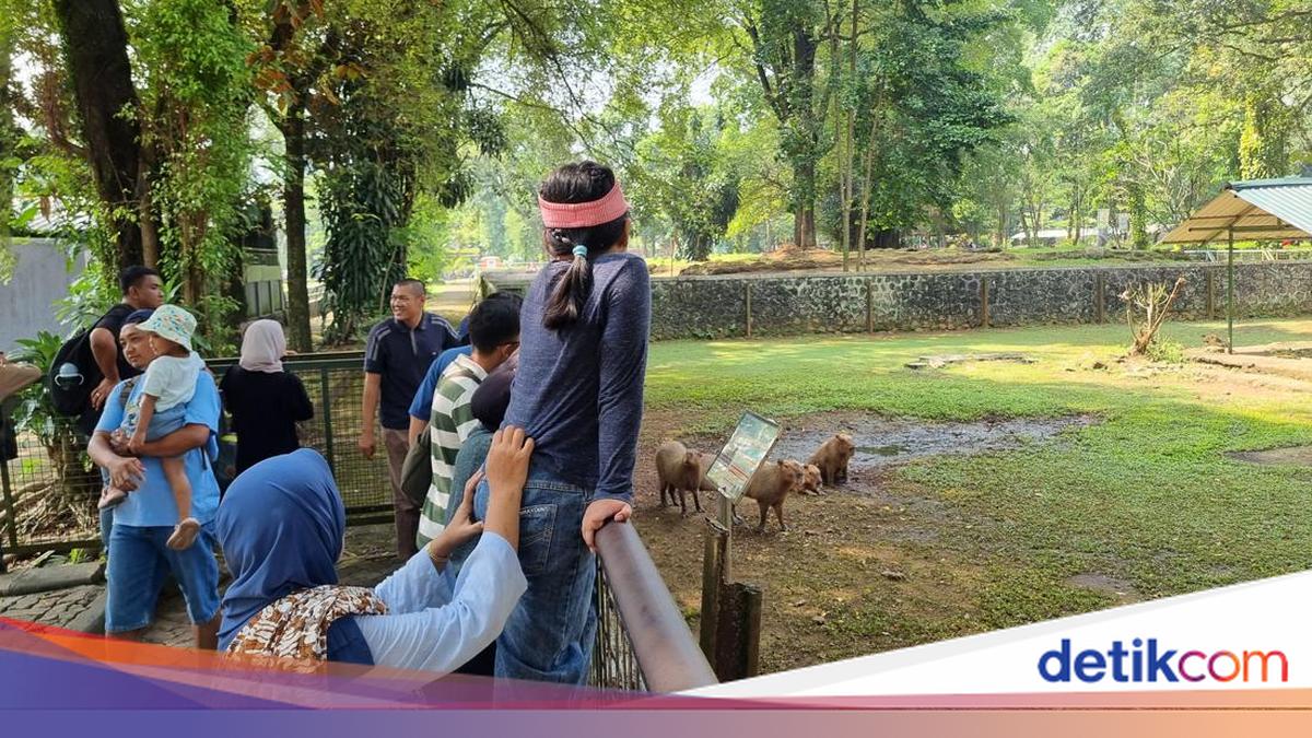 'Masbro' Kapibara di Ragunan Masih Jadi Primadona