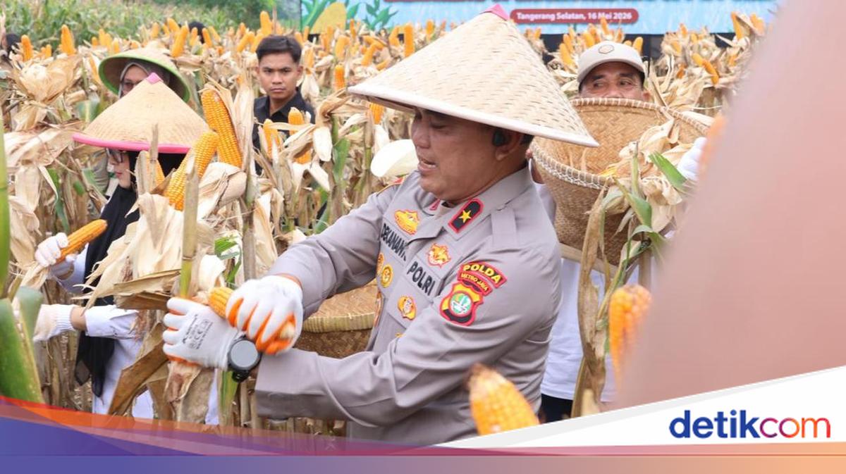 Dukung Ketahanan Pangan, Polda Metro Jaya Panen 3 Ton Jagung di Cisauk