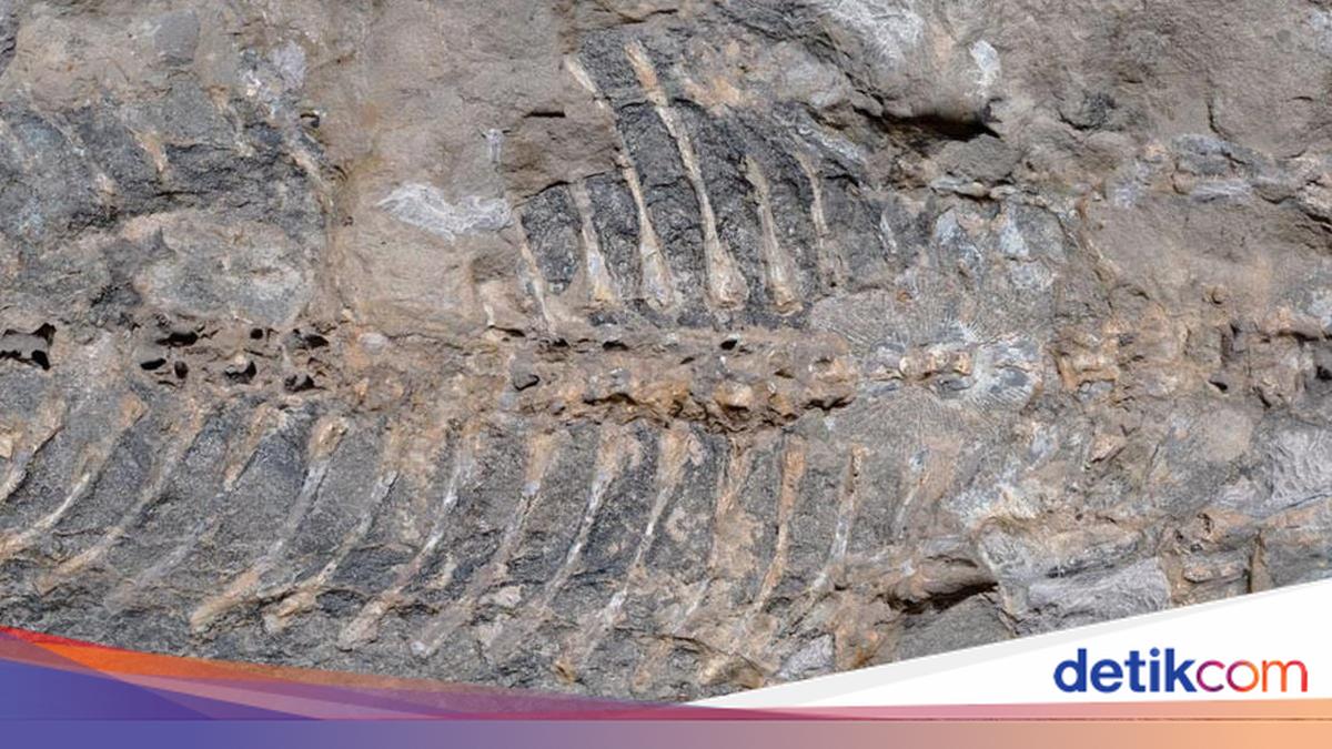 Ancient Treasure Hidden Behind Rocks: Pensioner’s Unexpected Discovery Scientists Uncover 240-Million-Year-Old Arenaerpeton Fossil in Australia