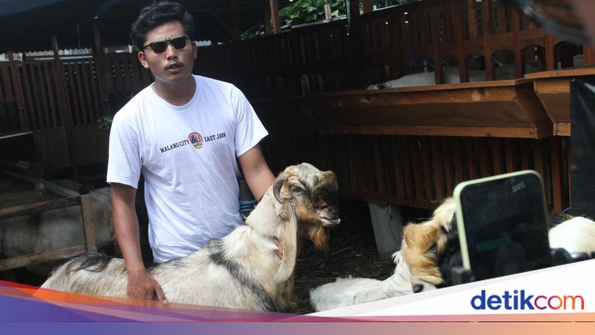 Dari Kandang ke Layar Ponsel, Live Streaming Jualan Kambing Kurban