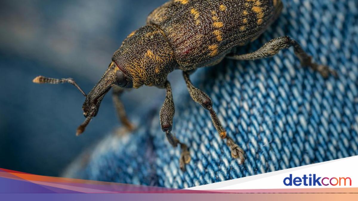 11 Cara Aman dan Natural untuk Menghilangkan serta Mencegah Kutu Beras
