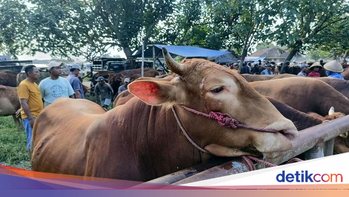 Harga Sapi di Pasar Hewan Lumajang Naik Menjelang Idul Adha