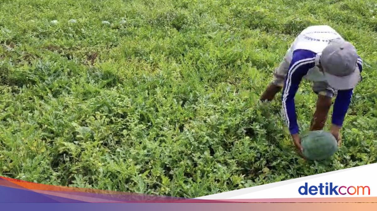 Agus Muhyanto mengubah lahan pesisir di Sukaresik menjadi kebun semangka produktif. Hasil panen mencapai 200 ton, mendukung program Makan Bergizi Gratis. Berikut ulasannya!

Via @detikjabar_