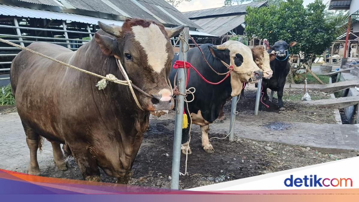 5 Hal yang Harus Disiapkan Sebelum Pelaksanaan Kurban, Apa Saja?