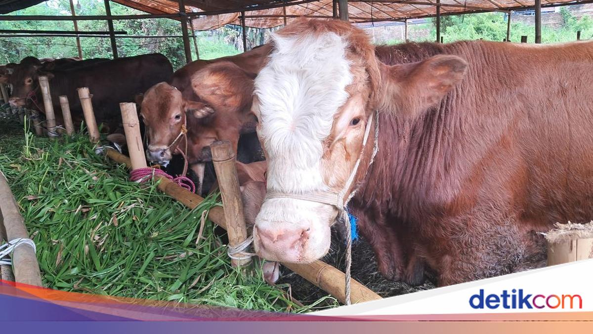 Ketentuan Pembagian Daging Kurban, Ini Penjelasannya